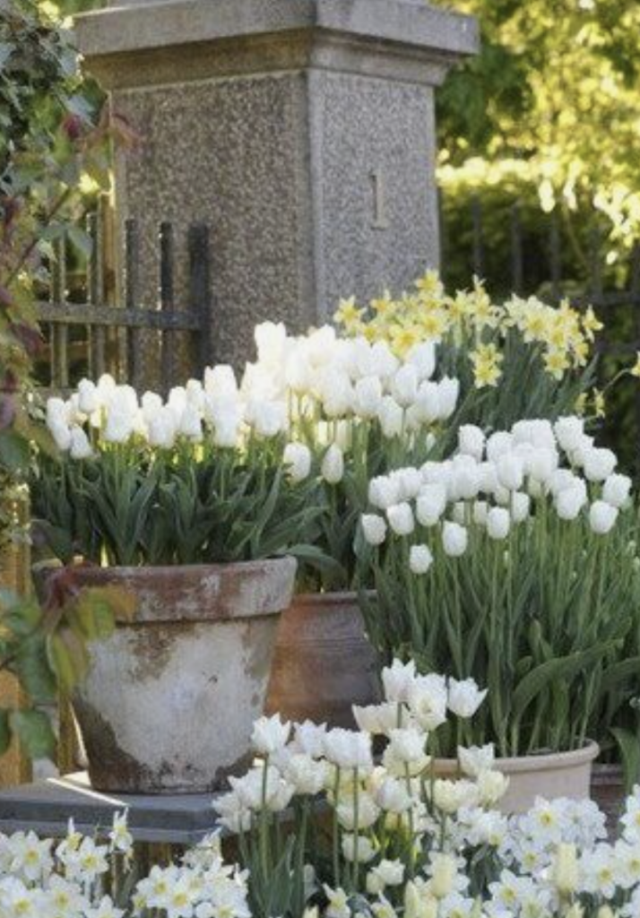 Tulips